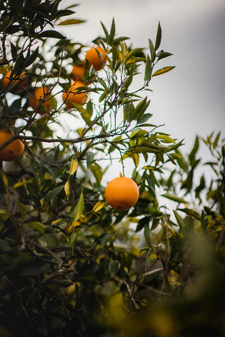 Restore Body Wash Harakeke + Blood Orange